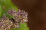 Hairy crabweed <BR>Clammyweed